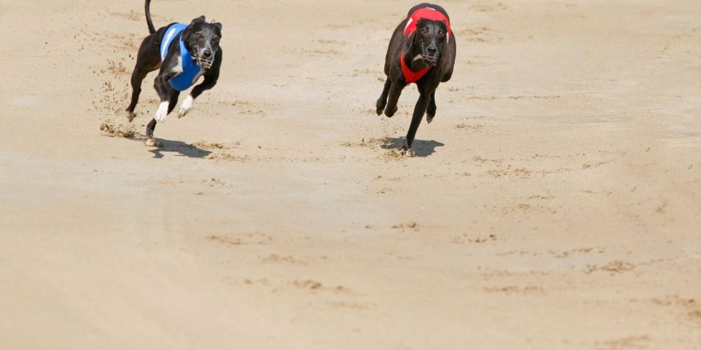 Meilleur pronostiqueur courses de lévriers