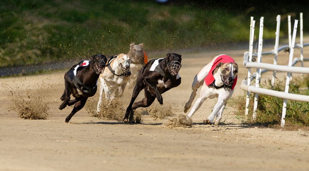 Meilleur pronostiqueur courses de lévriers : comment reconnaitre le pro ?