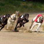 Meilleur pronostiqueur courses de lévriers : comment reconnaitre le pro ?