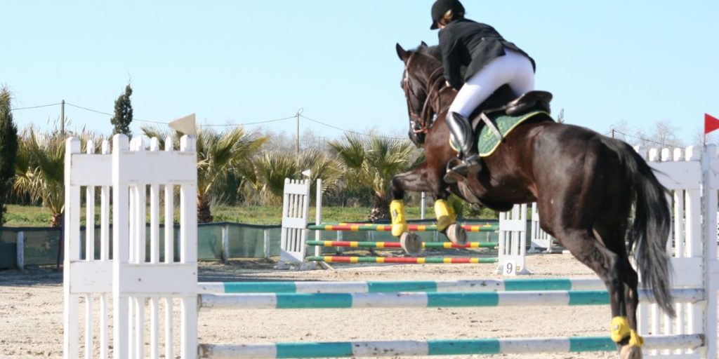 Meilleur pronostiqueur saut d'obstacles