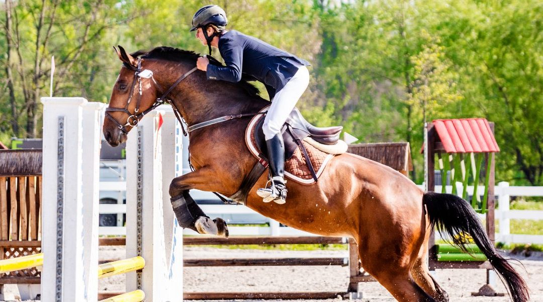 Meilleur pronostiqueur saut d'obstacles: l'importance de trouver le bon