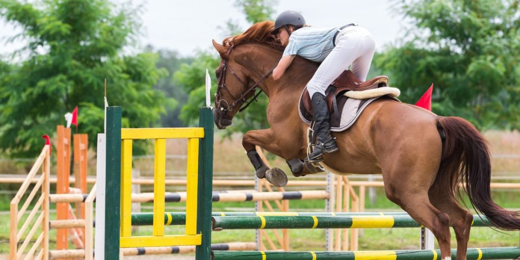 pronostiqueur saut d'obstacles